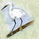 egret